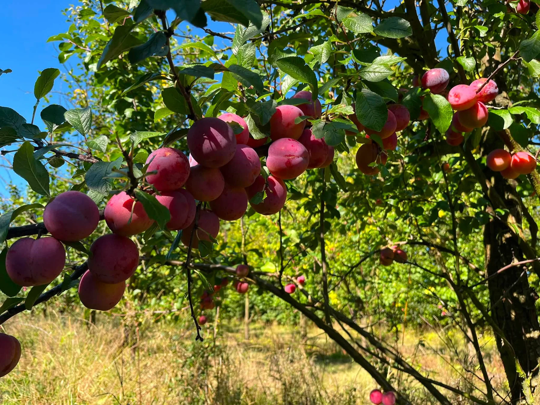 Moden frugt på træerne i Anhøj Frugtplantage