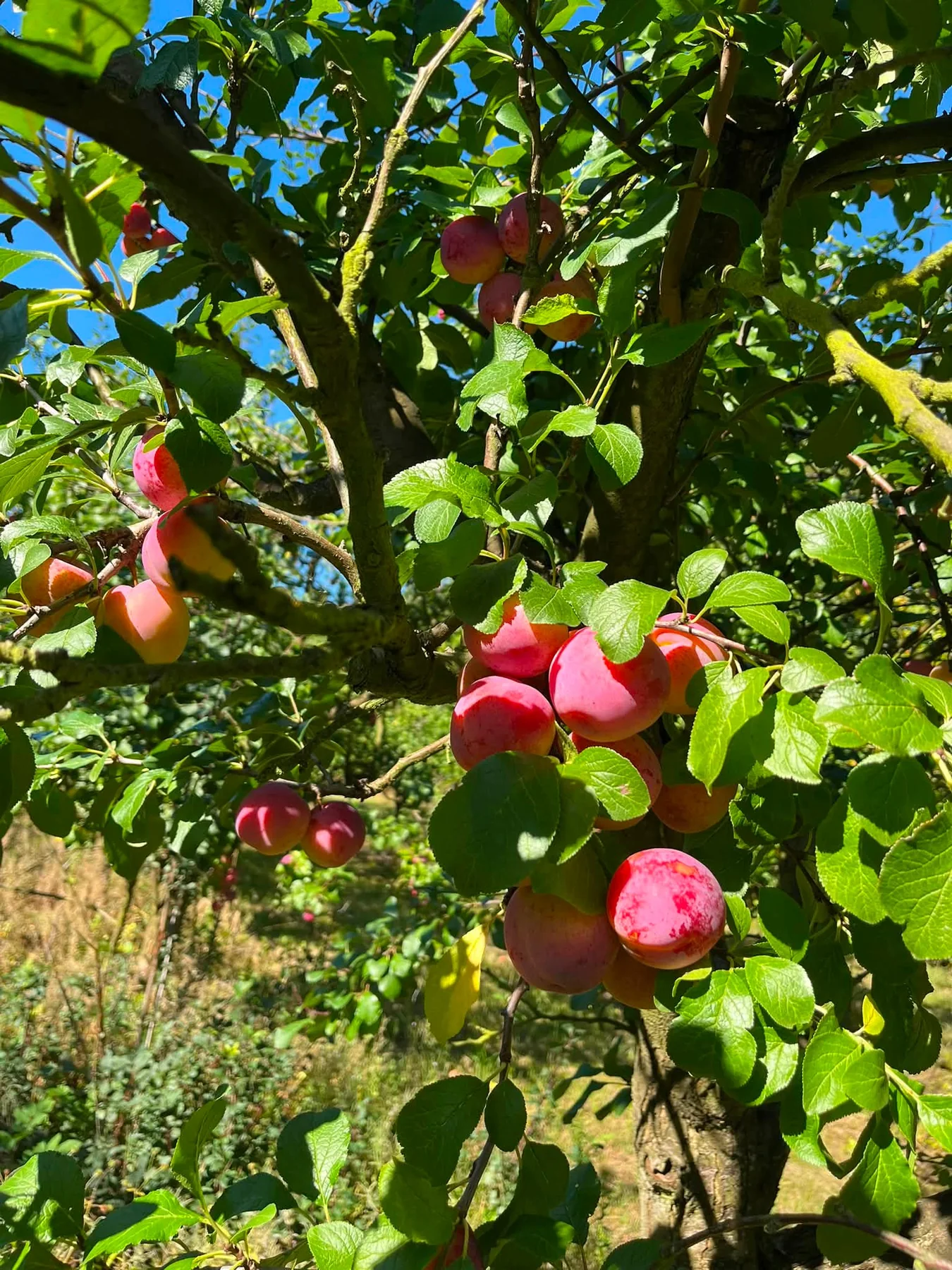 Frugttræ med modne frugter i Anhøj Frugtplantage