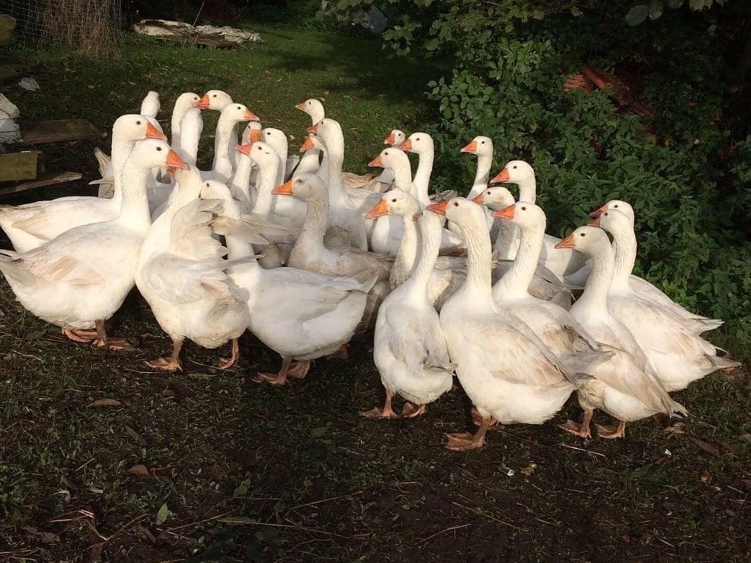 Økologiske julegæs