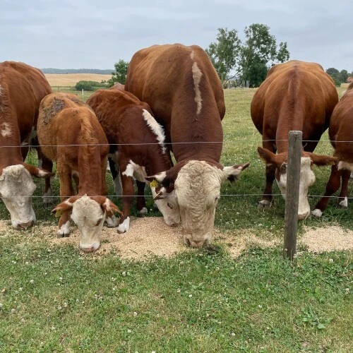 Hereford-kvæg på Egebak