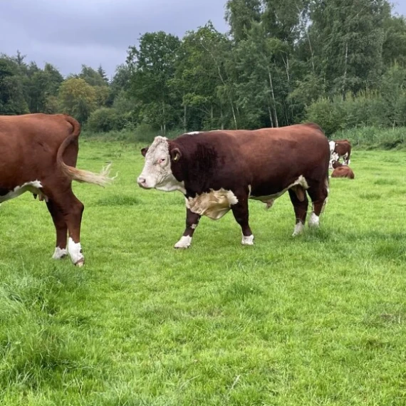 Hereford-dyr på marken ved Egebak