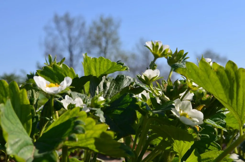 Jordbærblomster på Føltveds mark