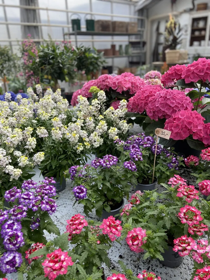 Blomstrende planter i pink, hvidt og lilla