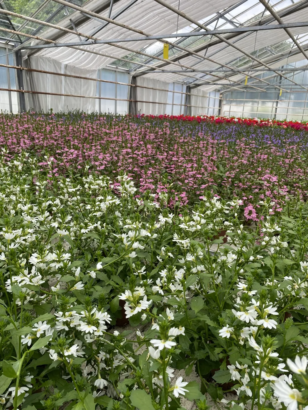 Rækker af blomster i gartneriet