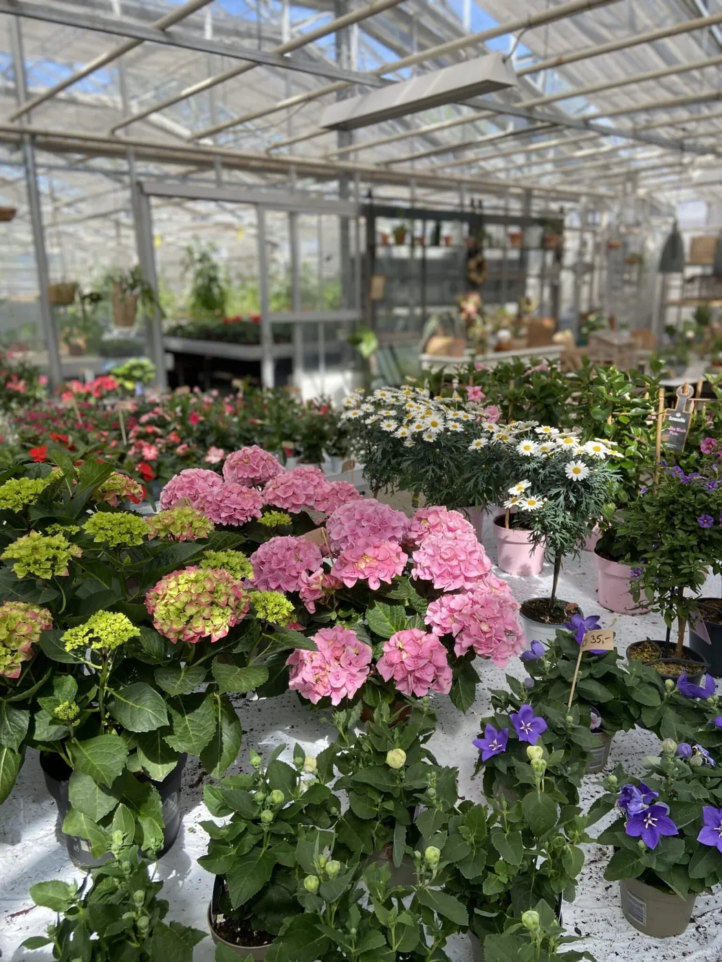 Blomster og planter i Fredensfryds drivhus