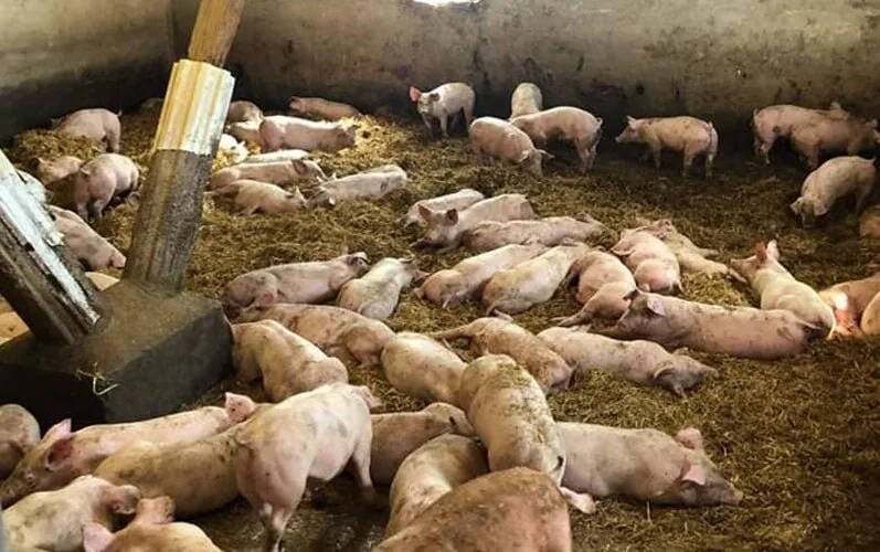 Grise på familiens gård