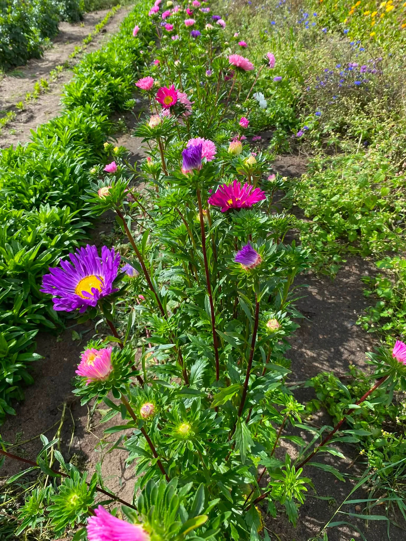 Farverige pluk selv blomster hos Oblings Gårdbutik