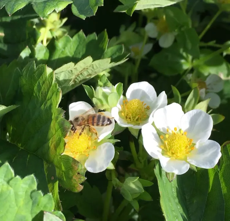 Bi på en jordbærblomst