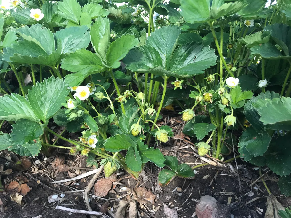 Jordbærplanter i blomst på gårdens mark