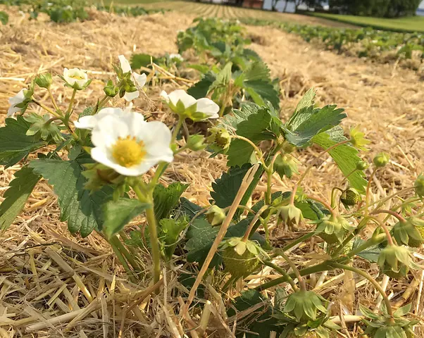Hvide jordbærblomster mellem halm