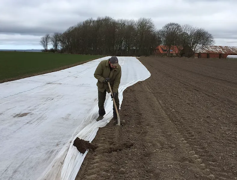 Arbejde i gårdens kartoffelmark