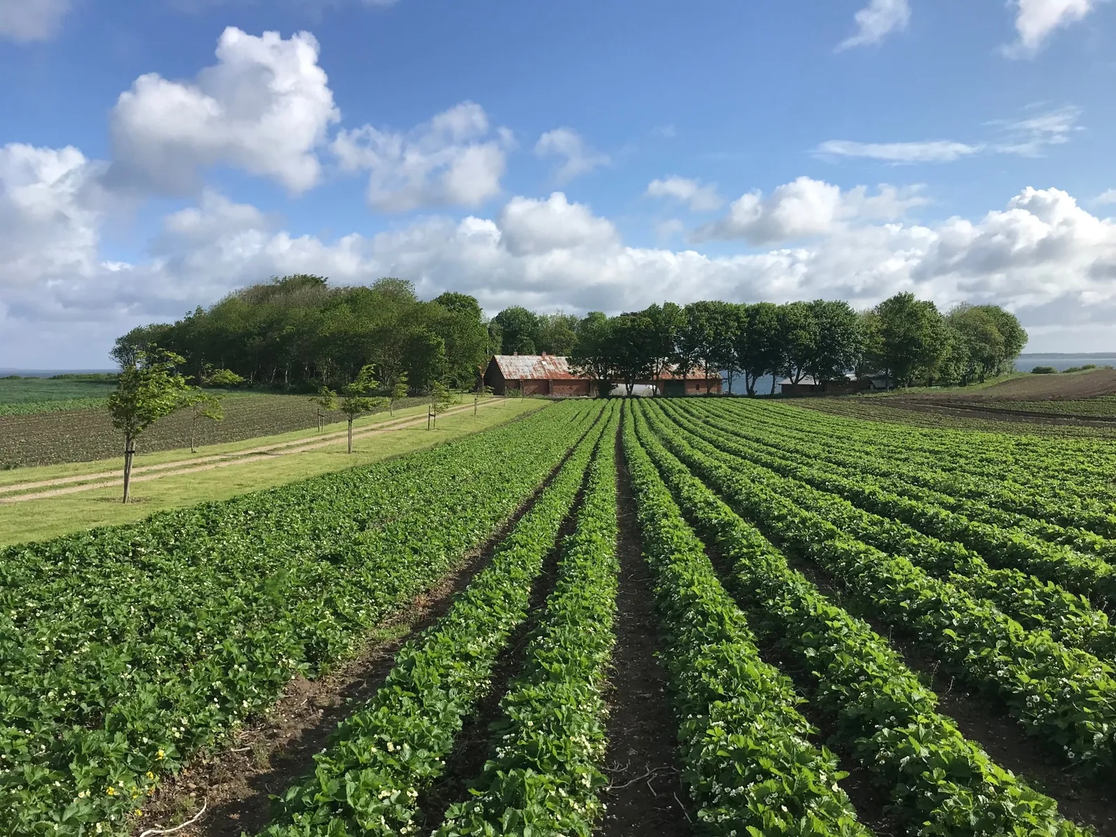 Jordbærmarken ved Øster Hegnet under en blå himmel
