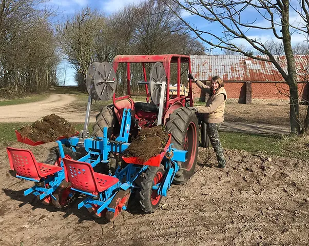 Arbejde med plantning i jordbærmarken